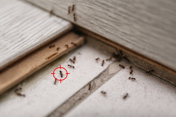 Best Pest Inspection Near Me  in Cottonwood Shores, TX