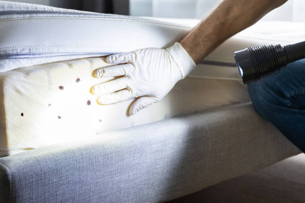 Best Pest Control for Restaurants  in Cottonwood Shores, TX