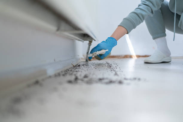 Flea Control Services in Cottonwood Shores, TX